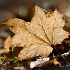 ahornblatt im herbst