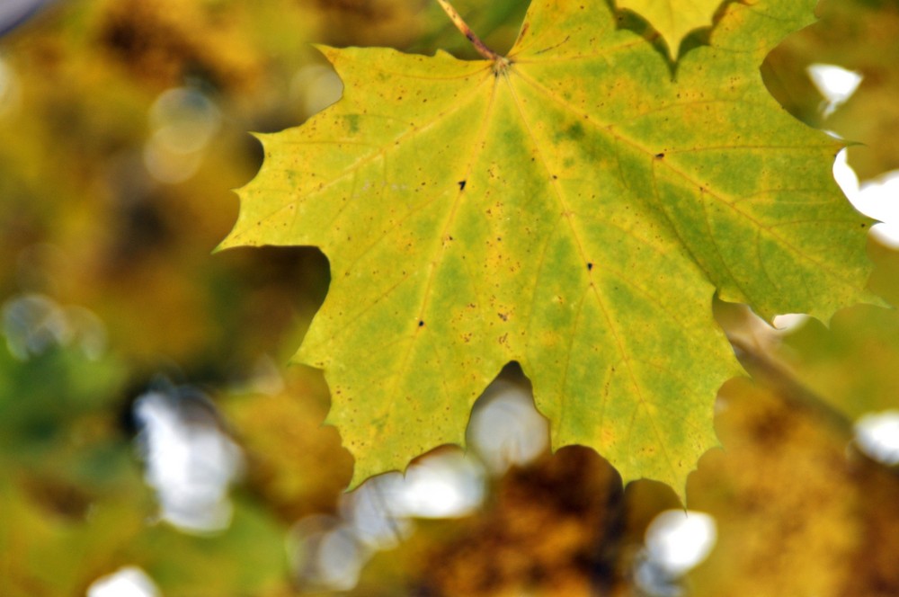 Ahornblatt im Herbst