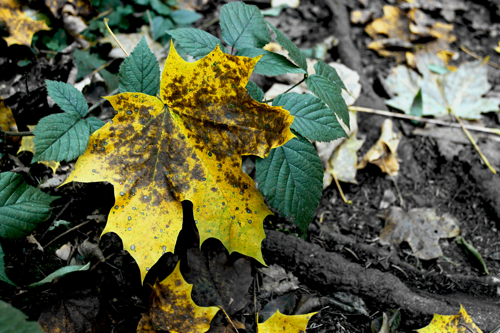 Ahornblatt im Herbst