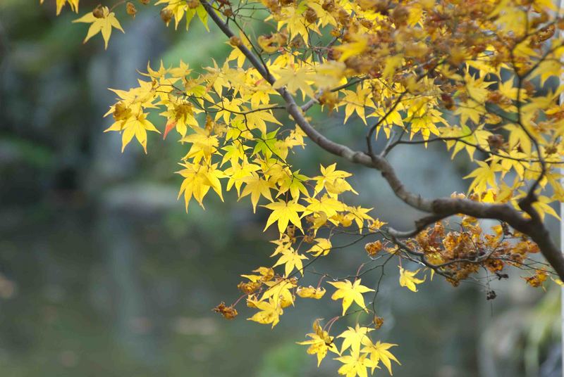 Ahornblatt im Herbst (Momiji) Kyoto, Nov 2006