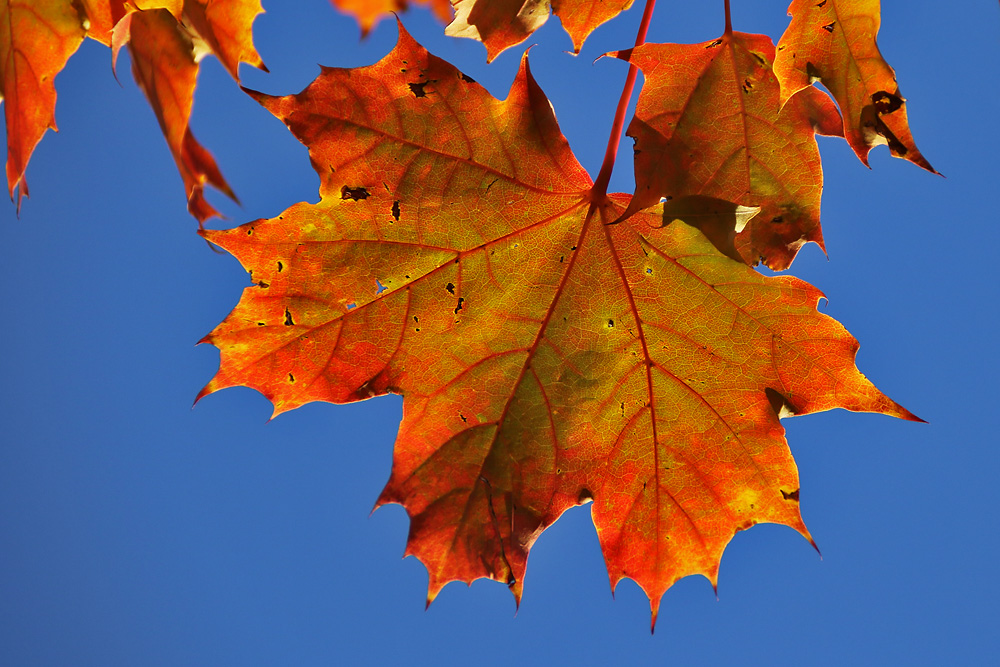 Ahornblatt im Herbstgewand