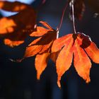 Ahornblatt im herbstlichen Gegenlicht