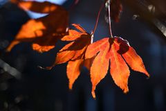 Ahornblatt im herbstlichen Gegenlicht