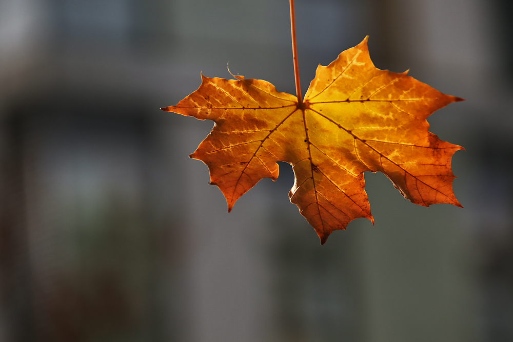 Ahornblatt im herbstlichen Kleid