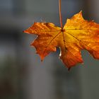 Ahornblatt im herbstlichen Kleid