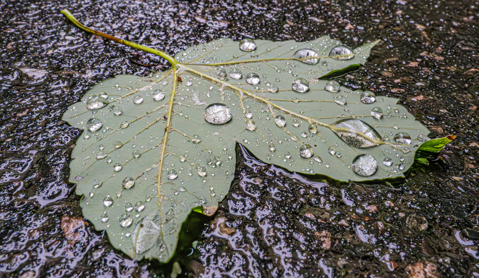 Ahornblatt im Regen