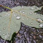 Ahornblatt im Regen