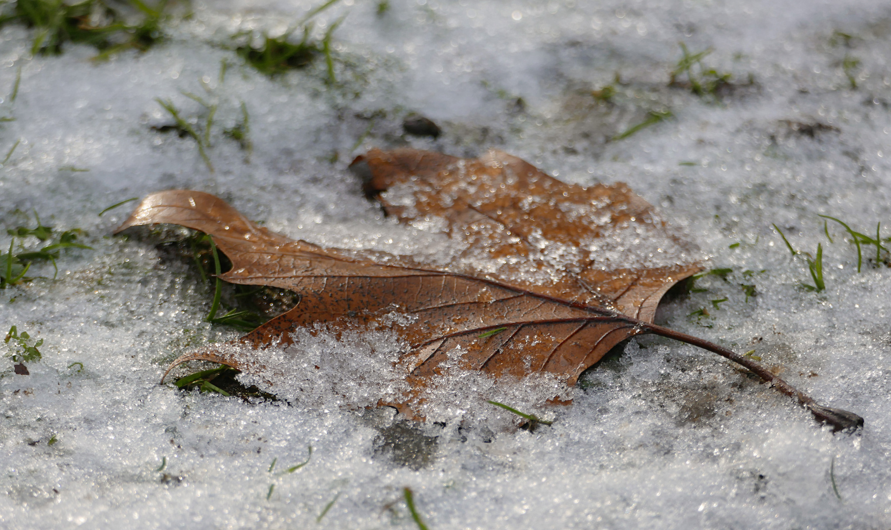 Ahornblatt im Schnee