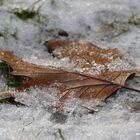 Ahornblatt im Schnee