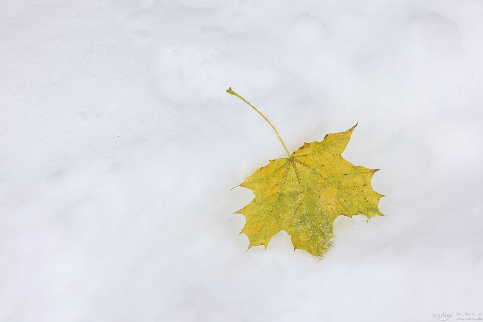 Ahornblatt im Schnee