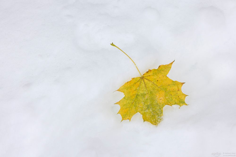 Ahornblatt im Schnee