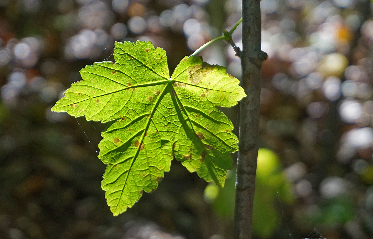 Ahornblatt im Sonnenlicht