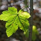 Ahornblatt im Sonnenlicht