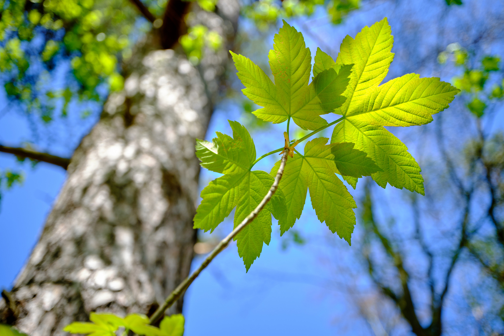 Ahornblatt im Sonnenlicht