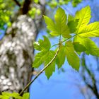 Ahornblatt im Sonnenlicht