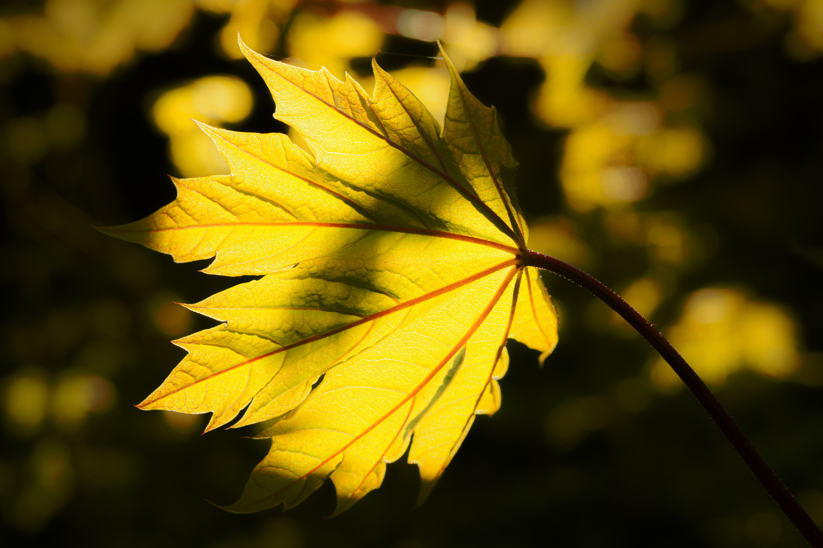 Ahornblatt im Sonnenlicht