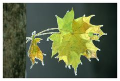 Ahornblatt im Winter