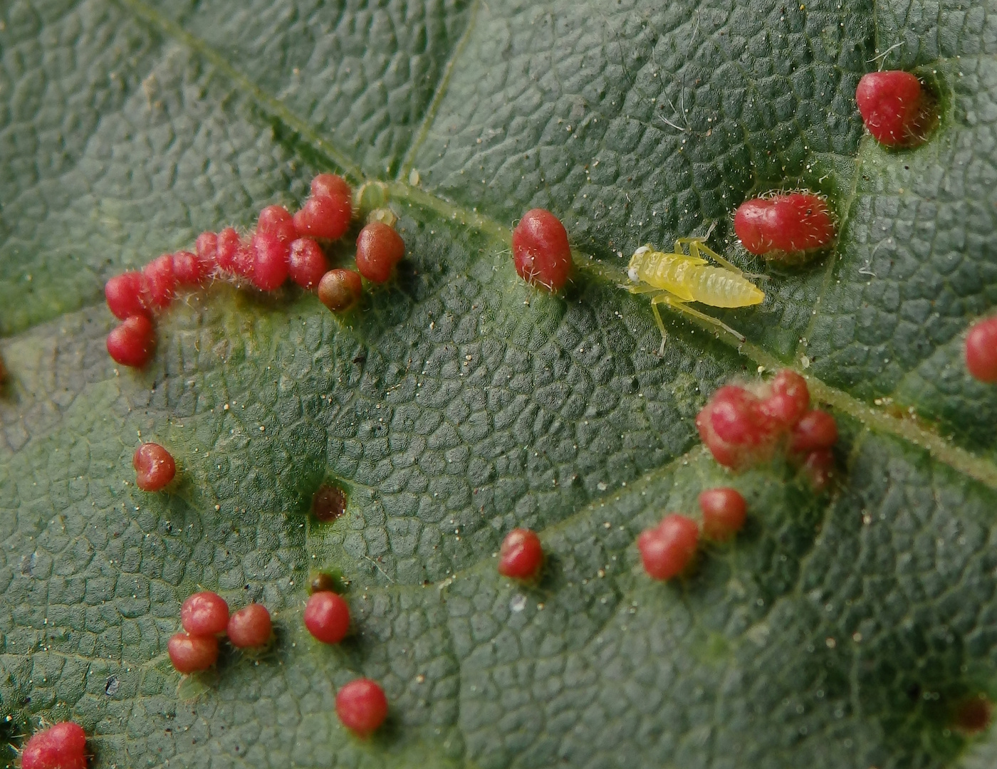 Ahornblatt mit Gallmilben und einer Zikadennymphe