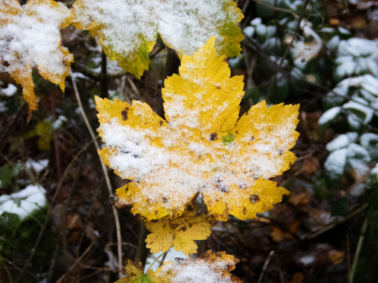 Ahornblatt mit Schnee