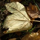 Ahornblatt mit Wassertropfen...