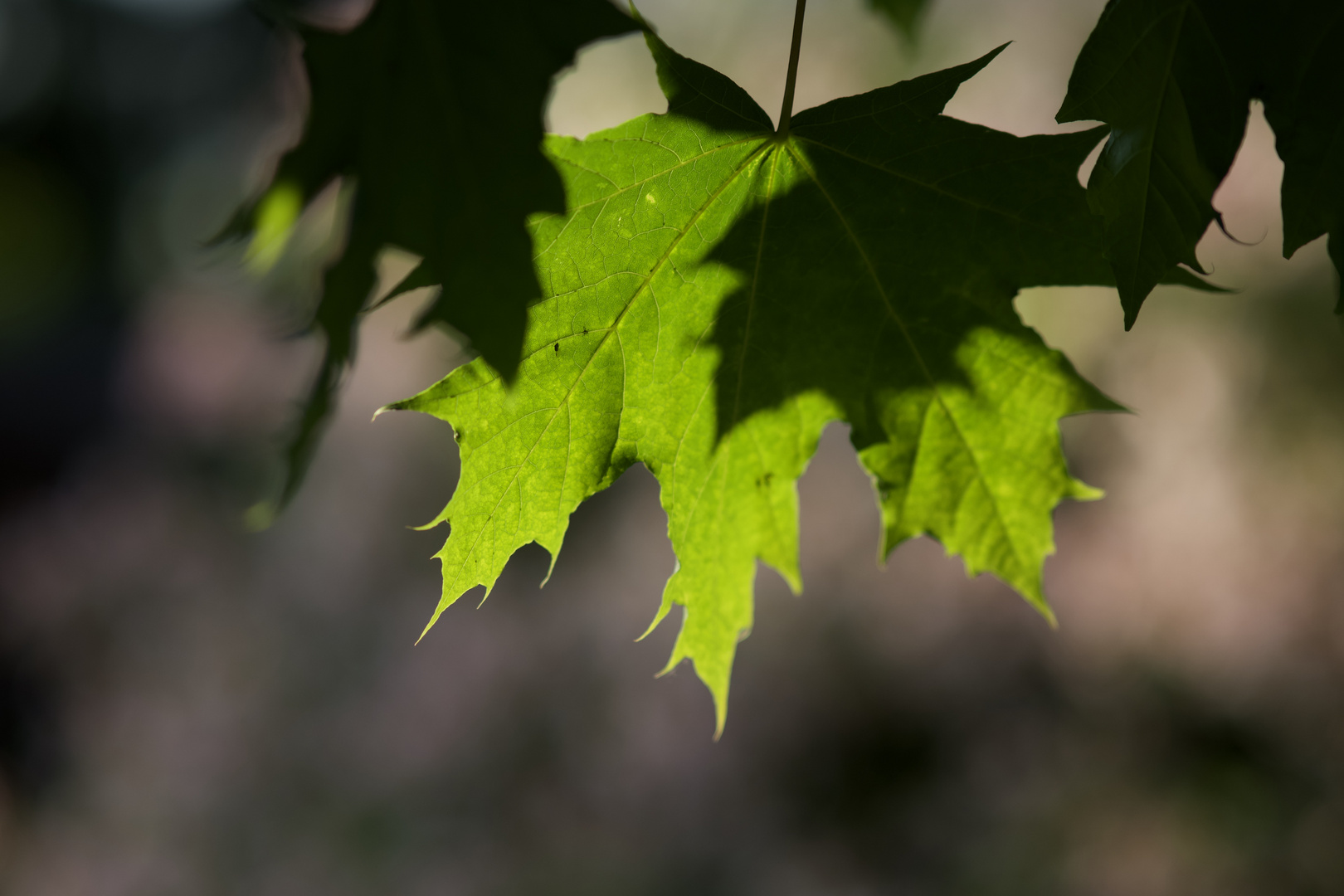 Ahornblatt - The Maple Leaf