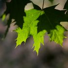 Ahornblatt - The Maple Leaf