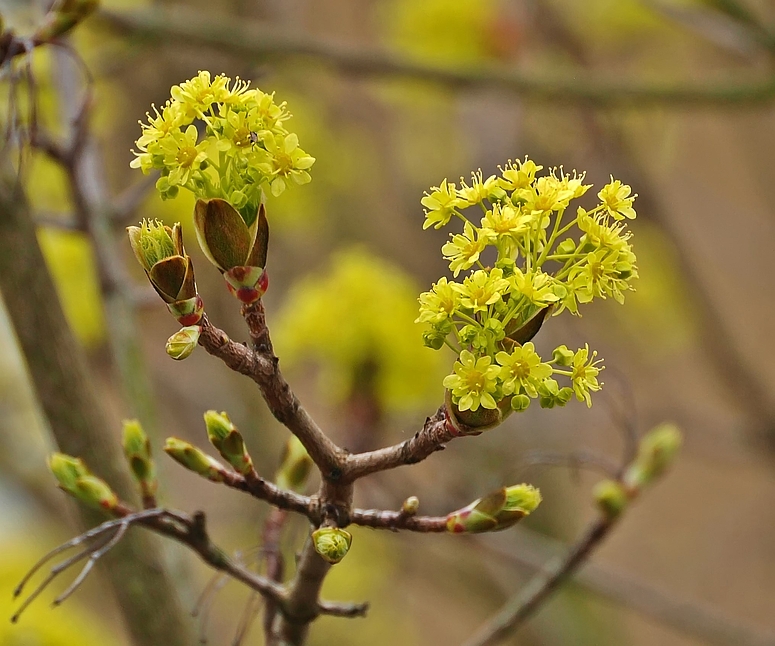 Ahornblüte