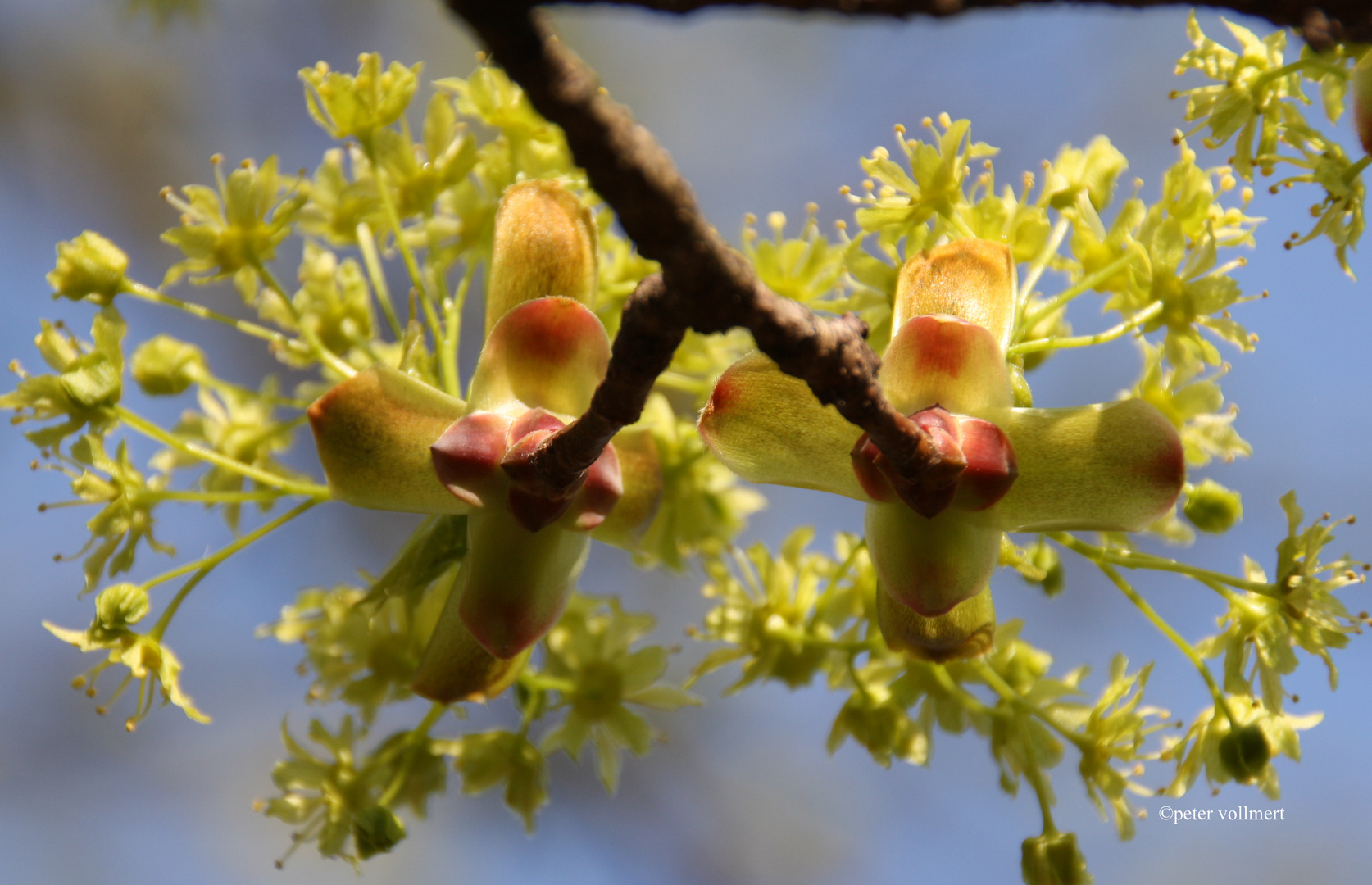 Ahornblüte 1