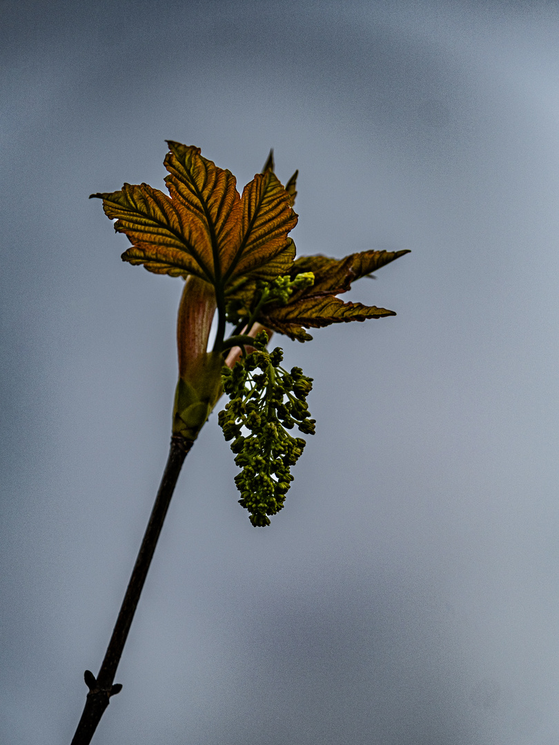 Ahornblüte (1 von 1)