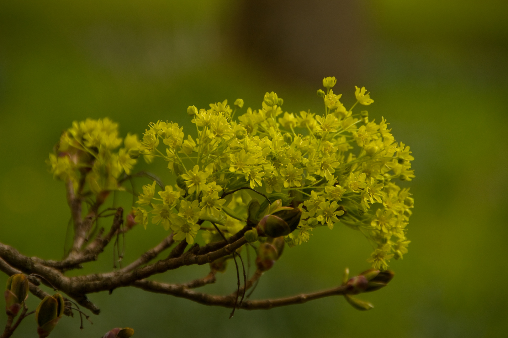 Ahornblüte