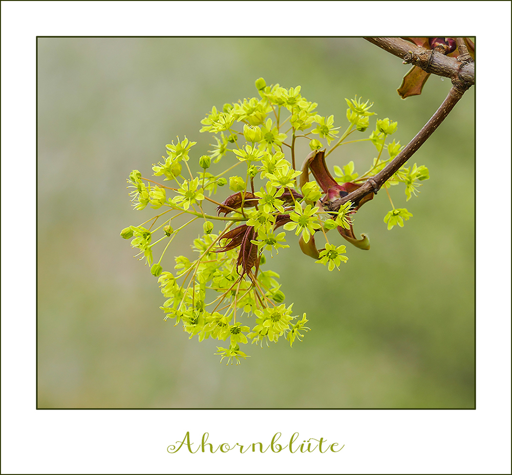 AHORNBLÜTE