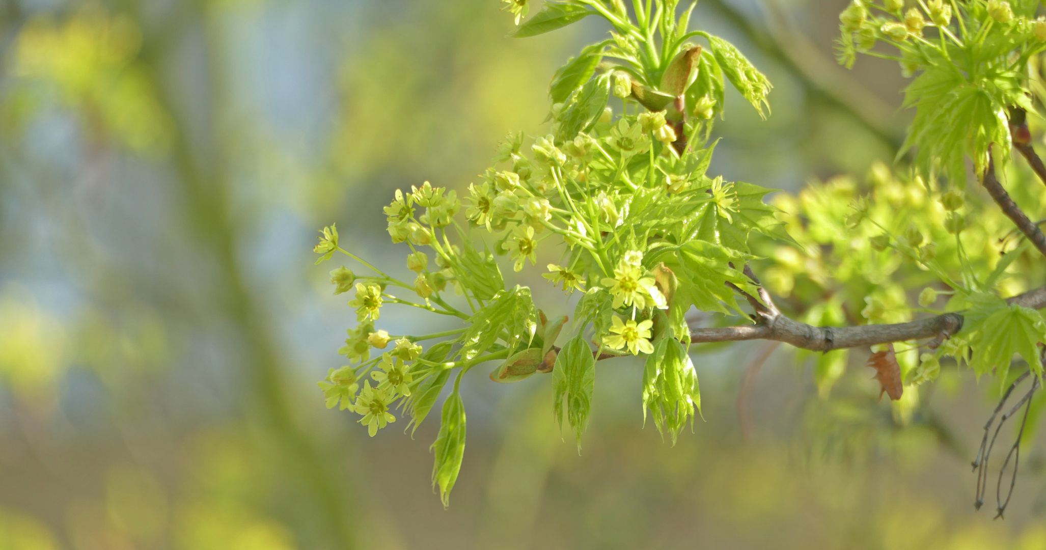 Ahornblüte