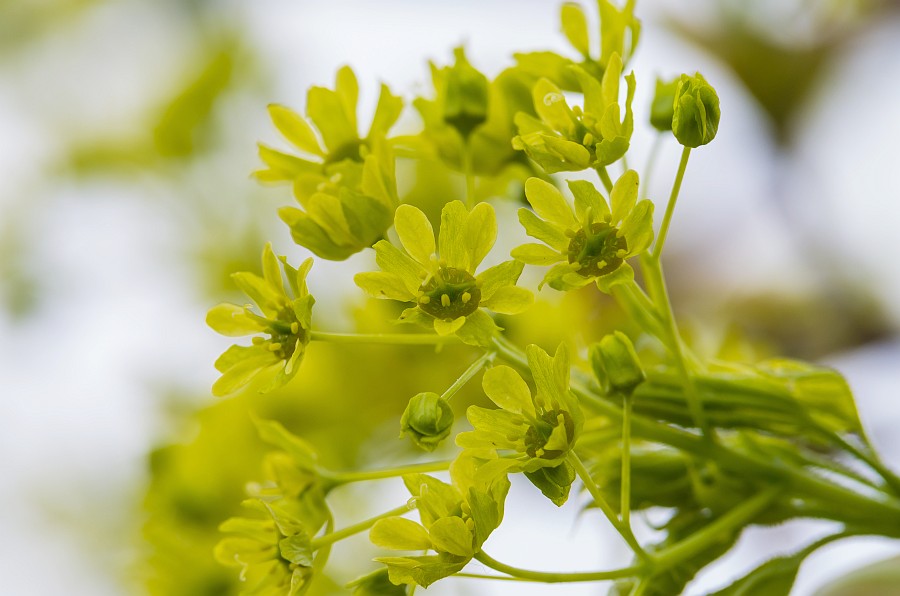 Ahornblüte