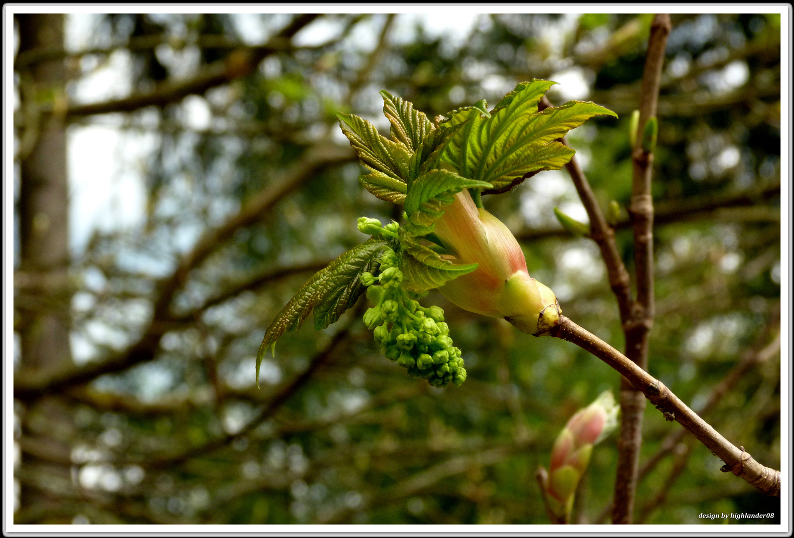 Ahornblüte