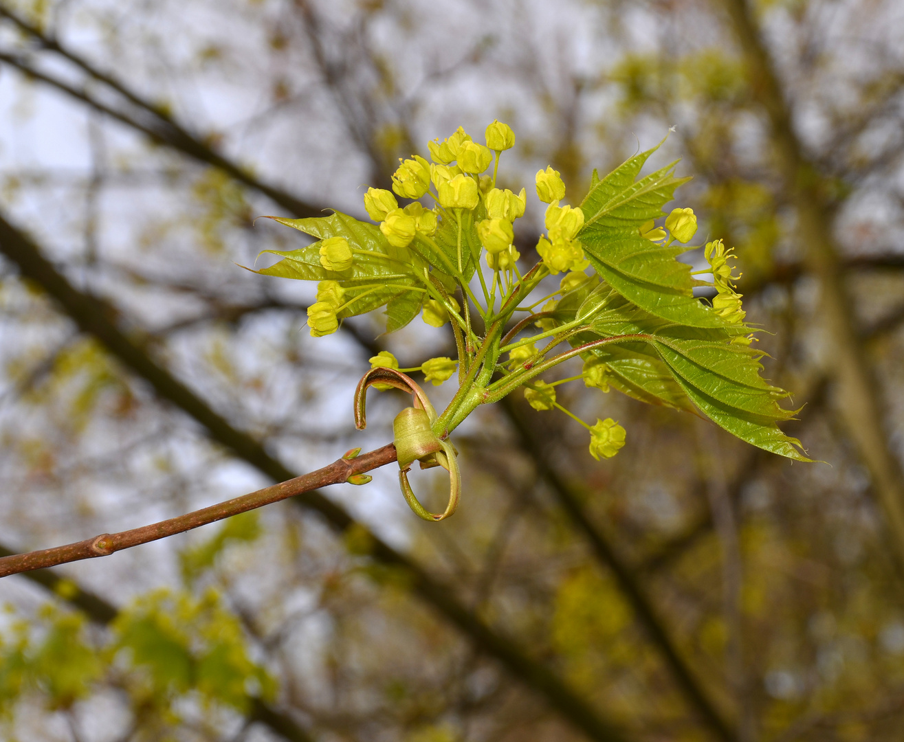 Ahornblüte