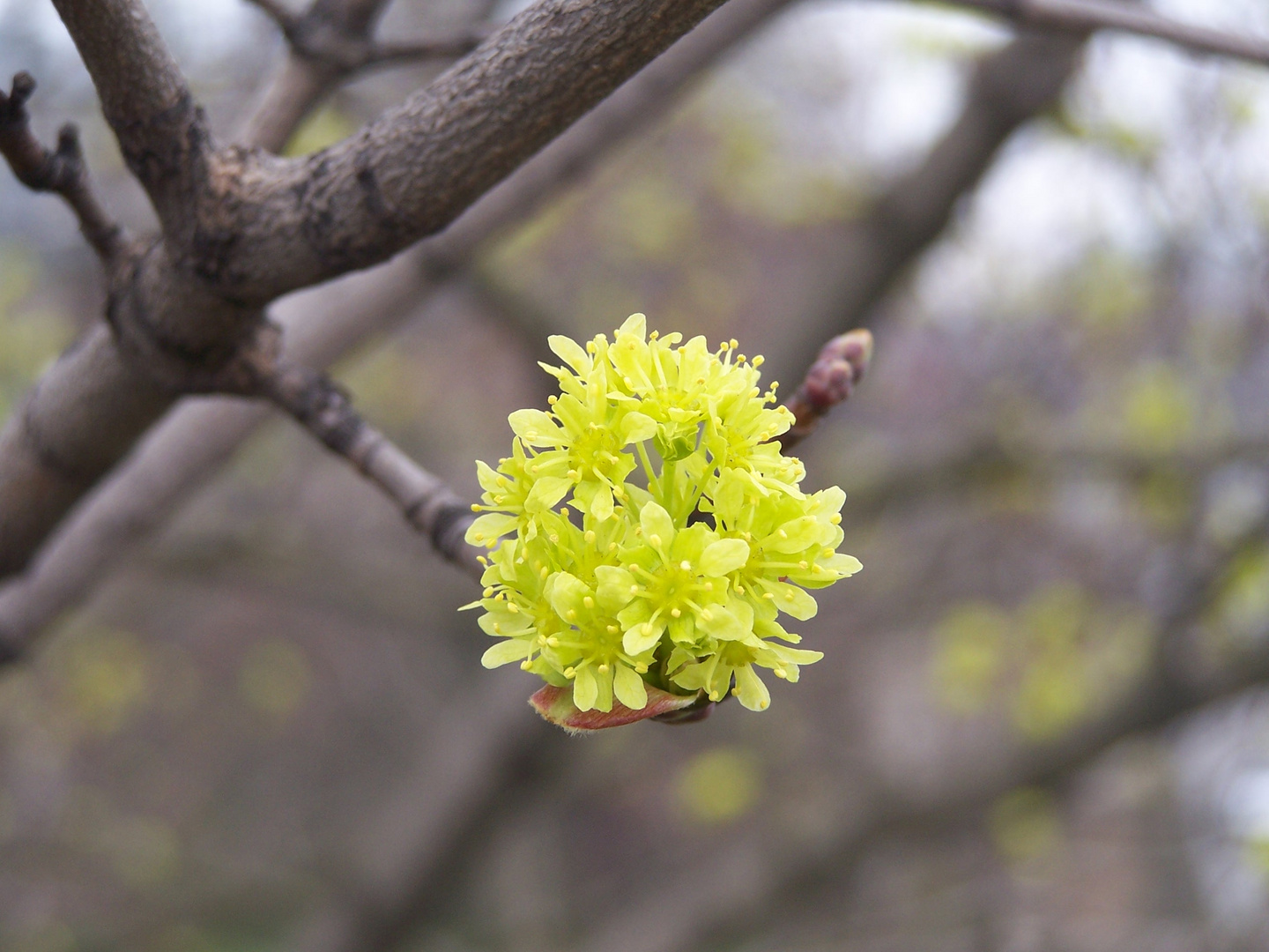 Ahornblüte