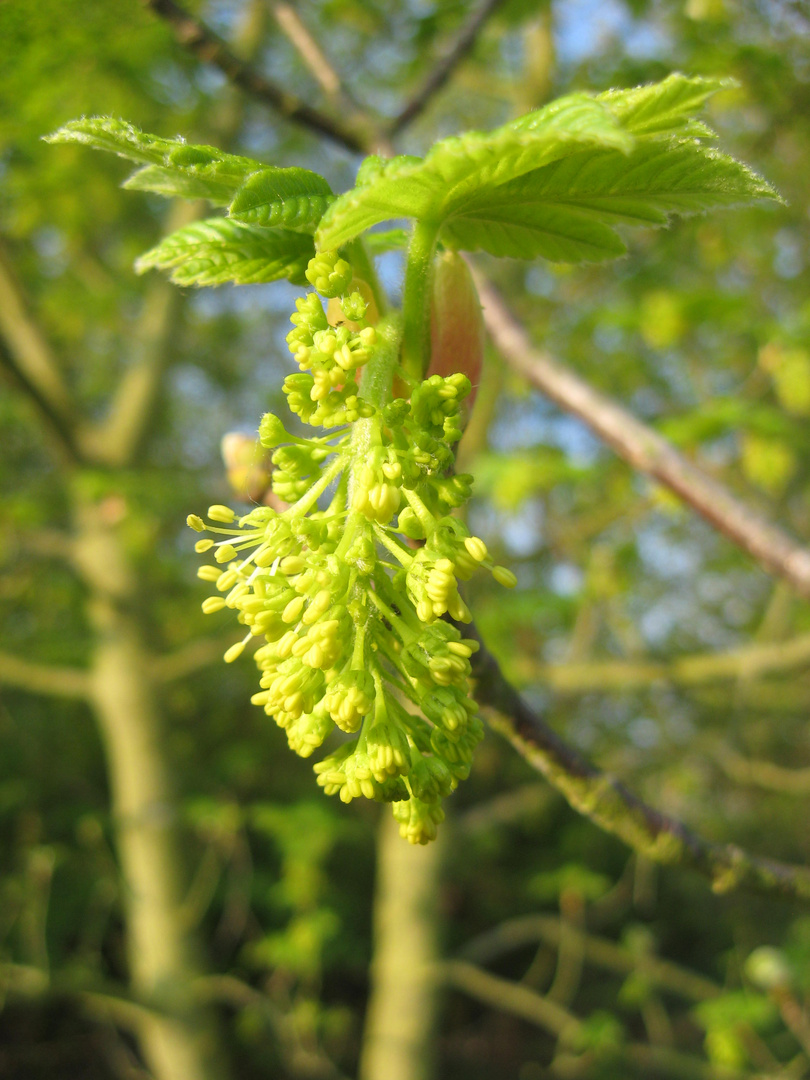 Ahornblüte