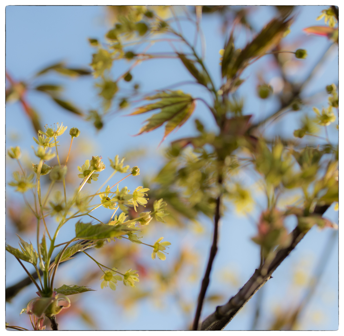 Ahornblüte