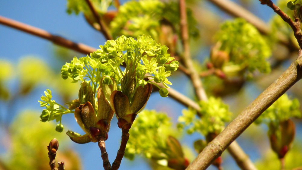 ahornblüte