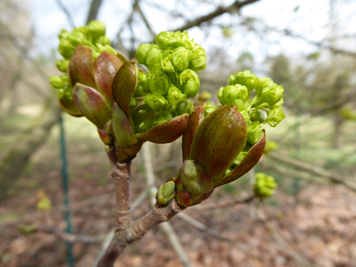 Ahornblüte