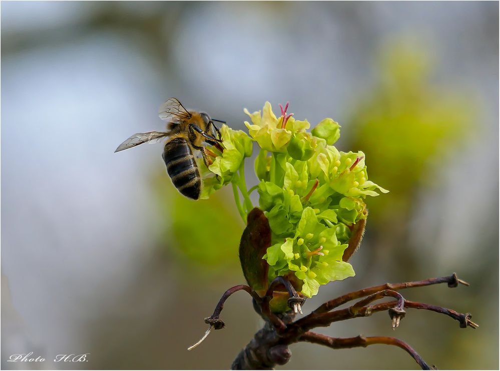 Ahornblüte mit Besucher