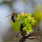 Ahornblüte mit Besucher