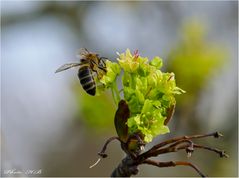 Ahornblüte mit Besucher