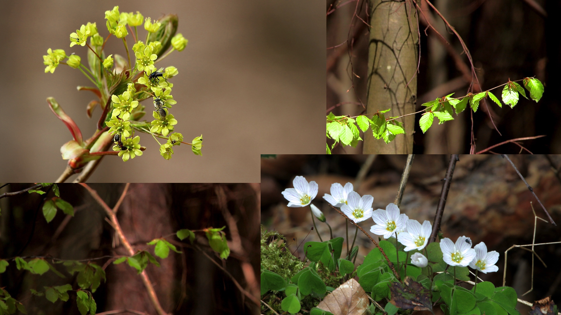 Ahornblüte mit Gästen und sieben auf einen Streich