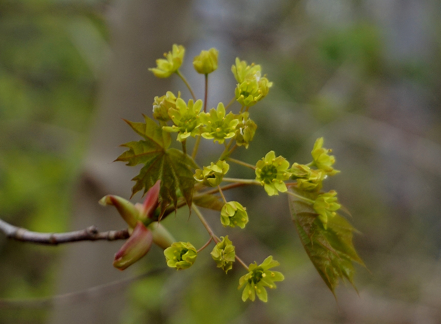 Ahornblüten