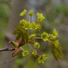 Ahornblüten