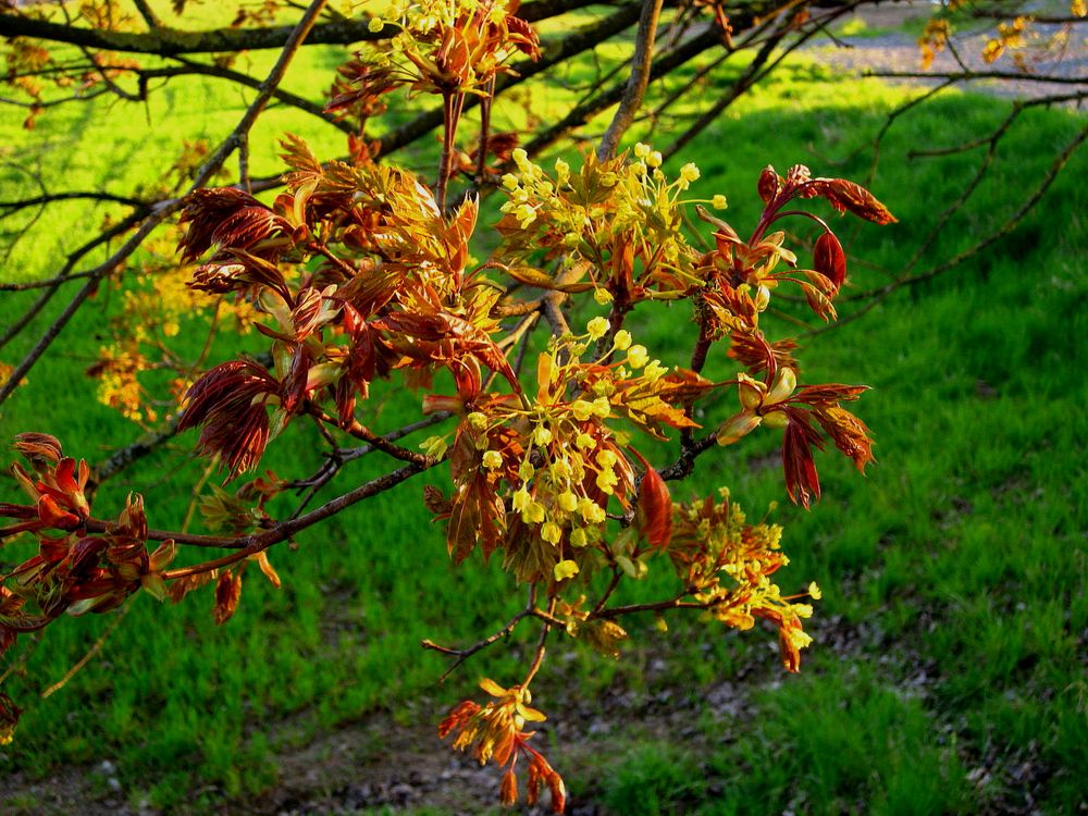 Ahornblüten