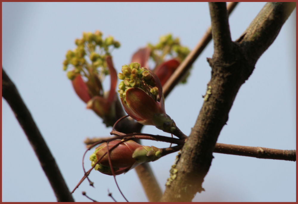 Ahornblüten