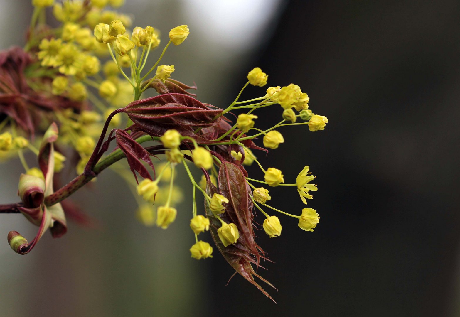 Ahornblüten