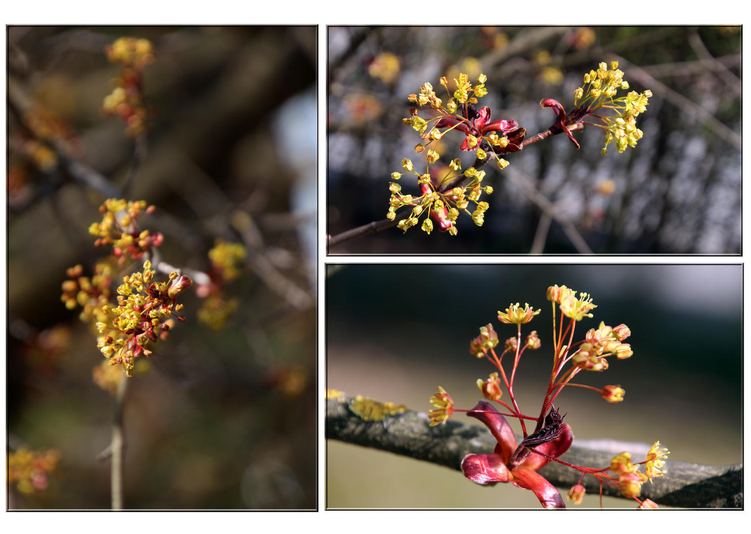 Ahornblüten...1